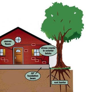 tree roots can cause foundation problems