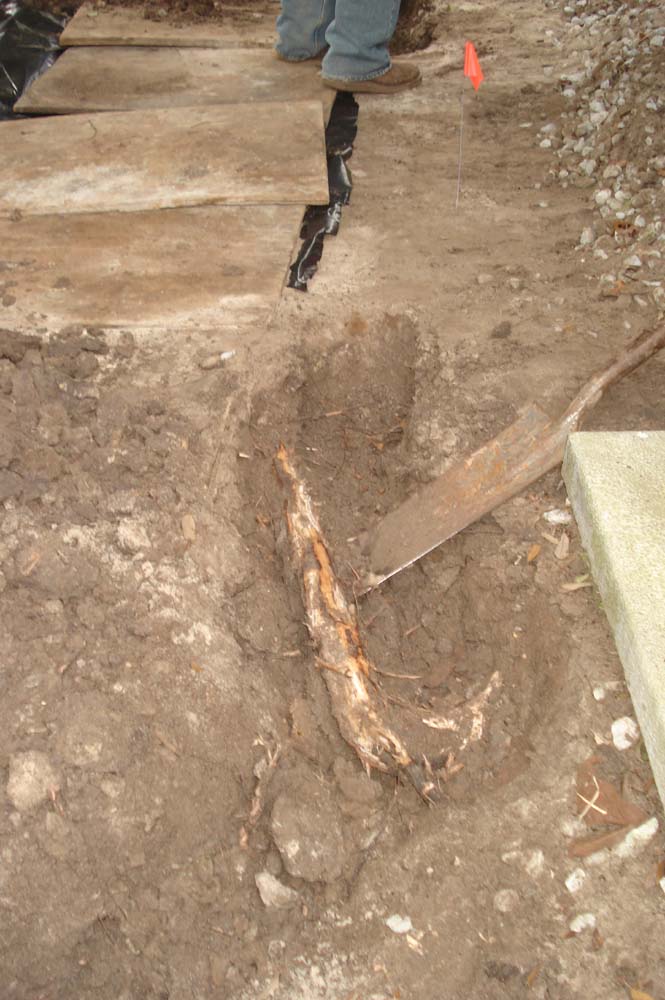 A large root reaching under the foundation was cut - Dawson Foundation Repair