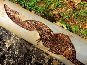 Damaged drainage pipe caused by ingress of tree roots.